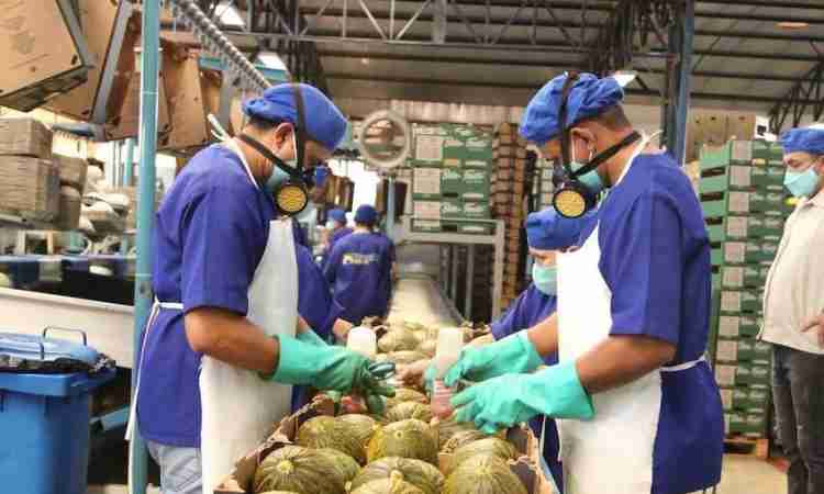Exportação de frutas para a Europa ganha força no Porto do Pecém na safra 2025/2026